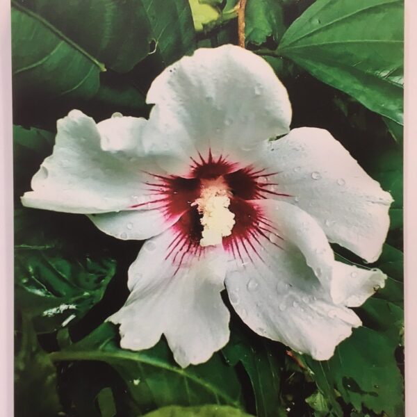 Walker Art - Walker - Burst of Life $40 (or 2 for $70)