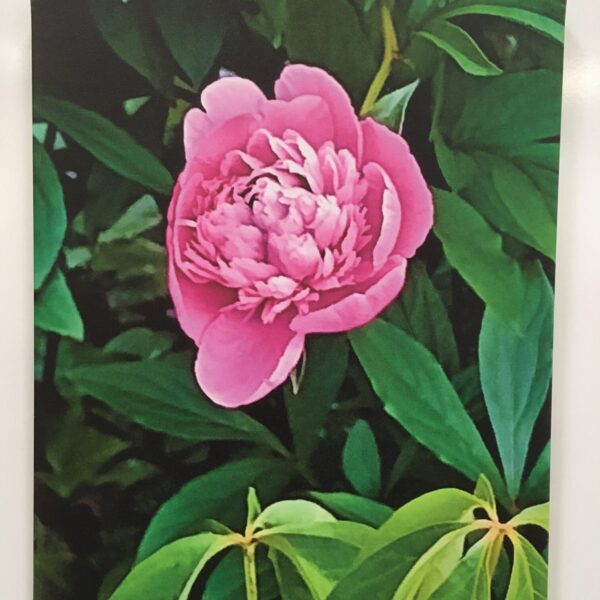 Walker Art - Walker - Peony 1 $40 (or 2 for $70)
