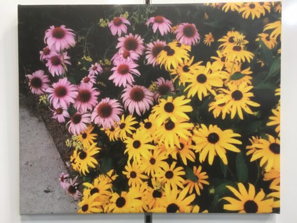 Walker Art - Walker - Daisies $40 (or 2 for $70)