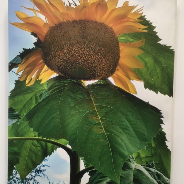 Walker Art - Walker - Sunflower $40 (or 2 for $70)